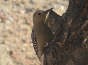 gila-woodpecker-male